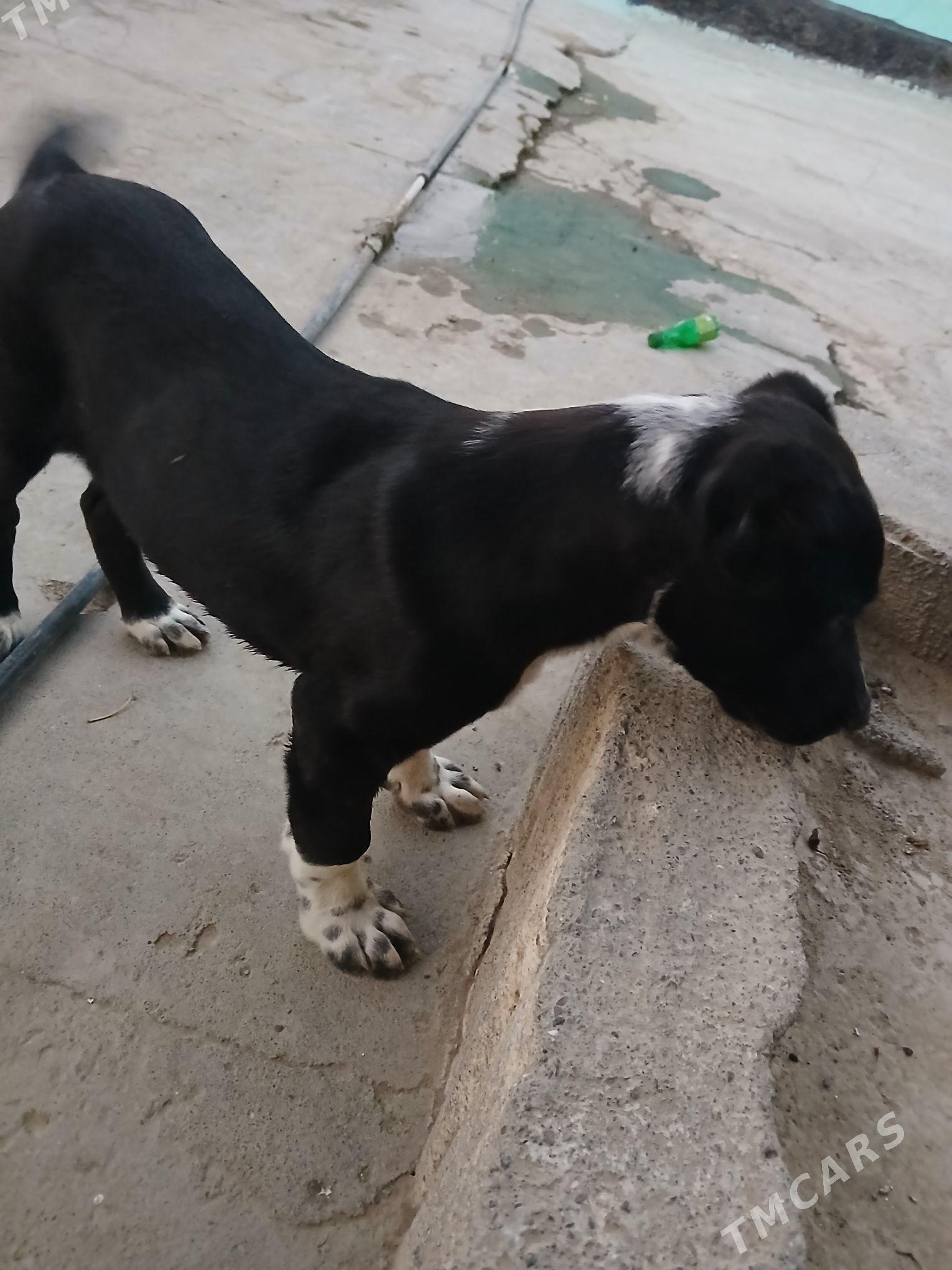 Güjik köpek - Gökje - img 2