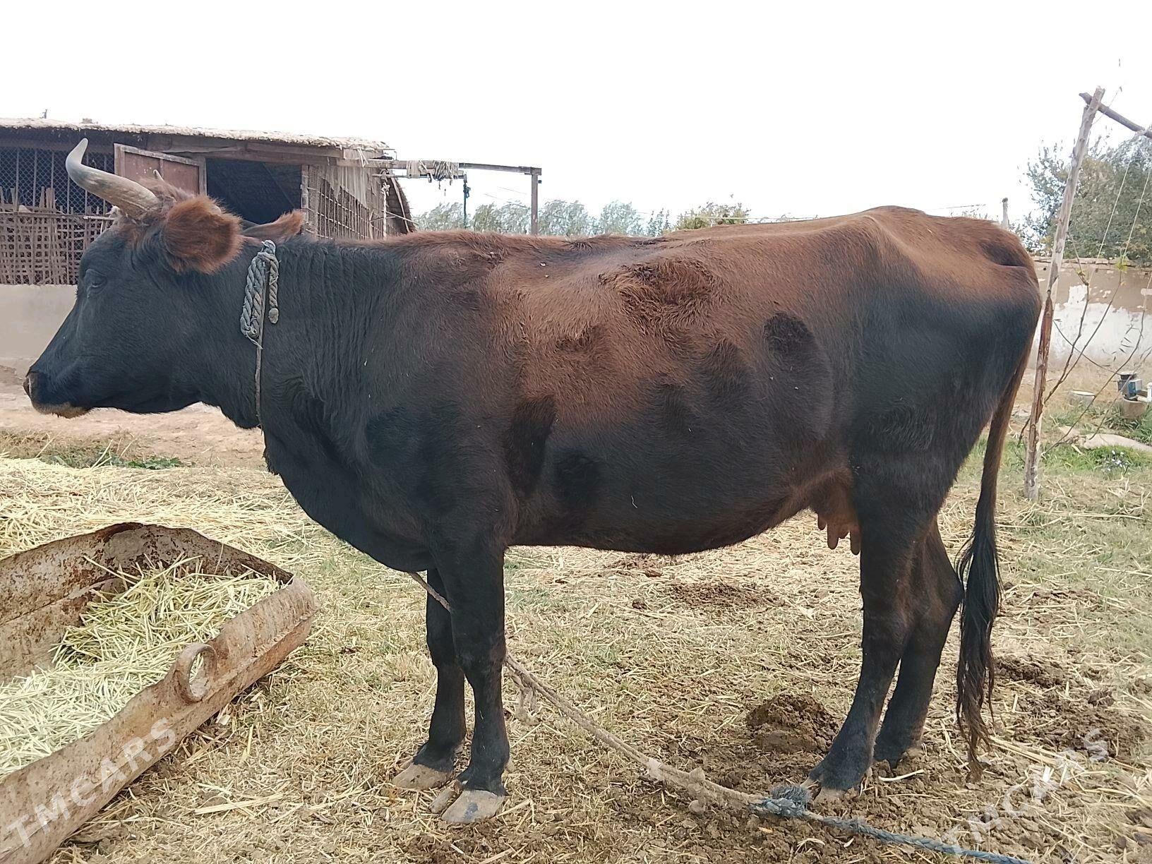 sygyr - Tejen - img 4