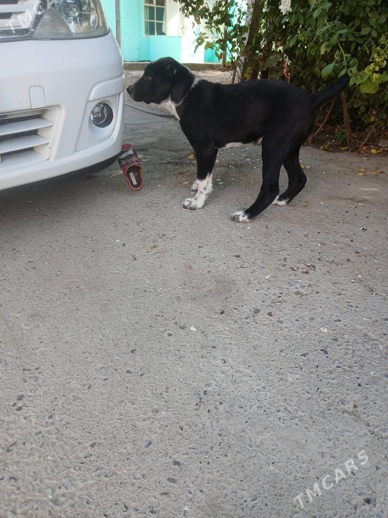 Güjik köpek - Gökje - img 1