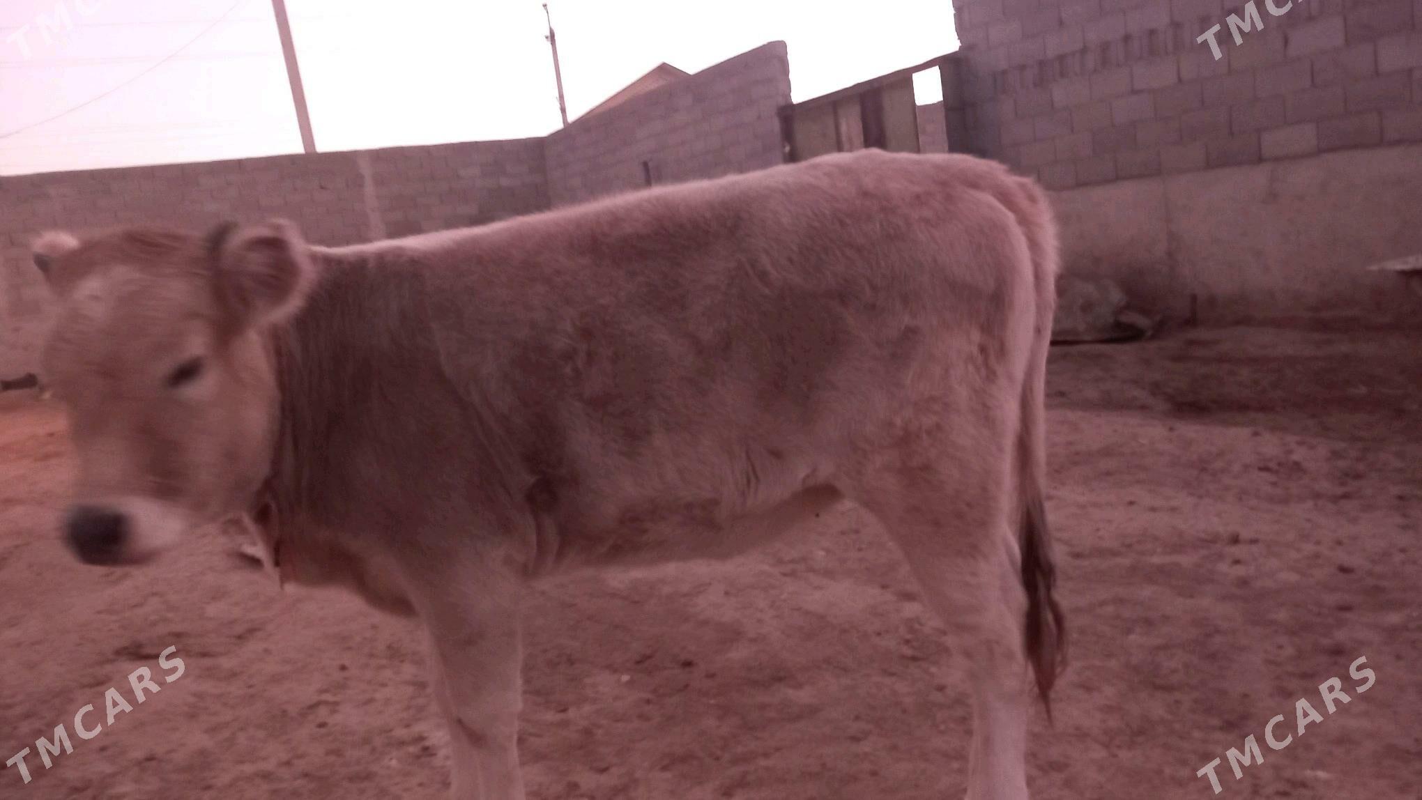 tuwe - Gyzylarbat - img 3