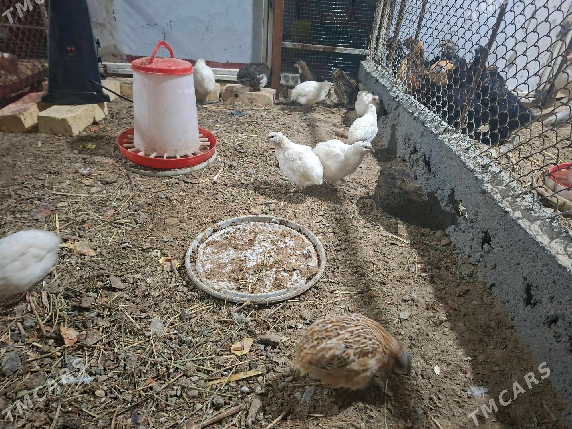 bedene - Aşgabat - img 2