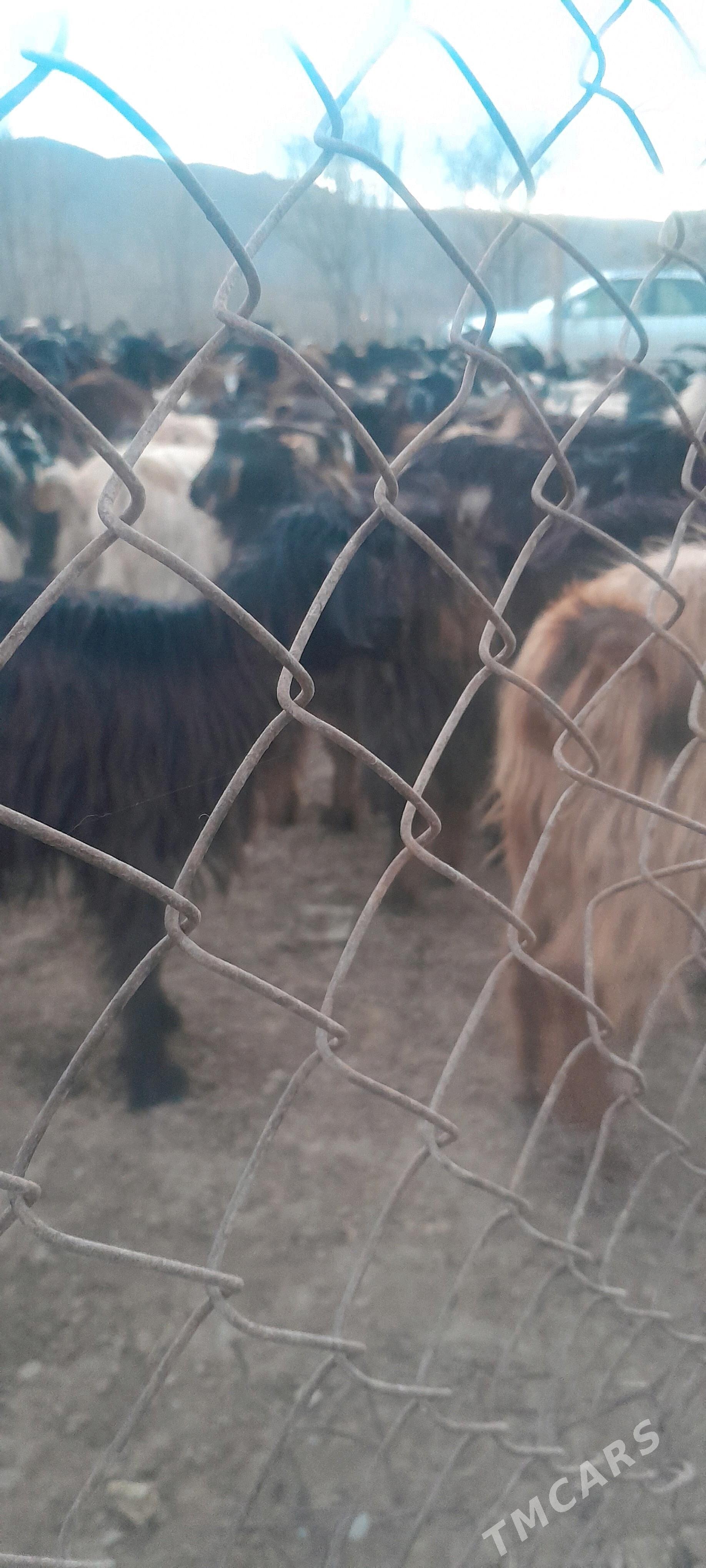 goYün - Bagyr - img 4