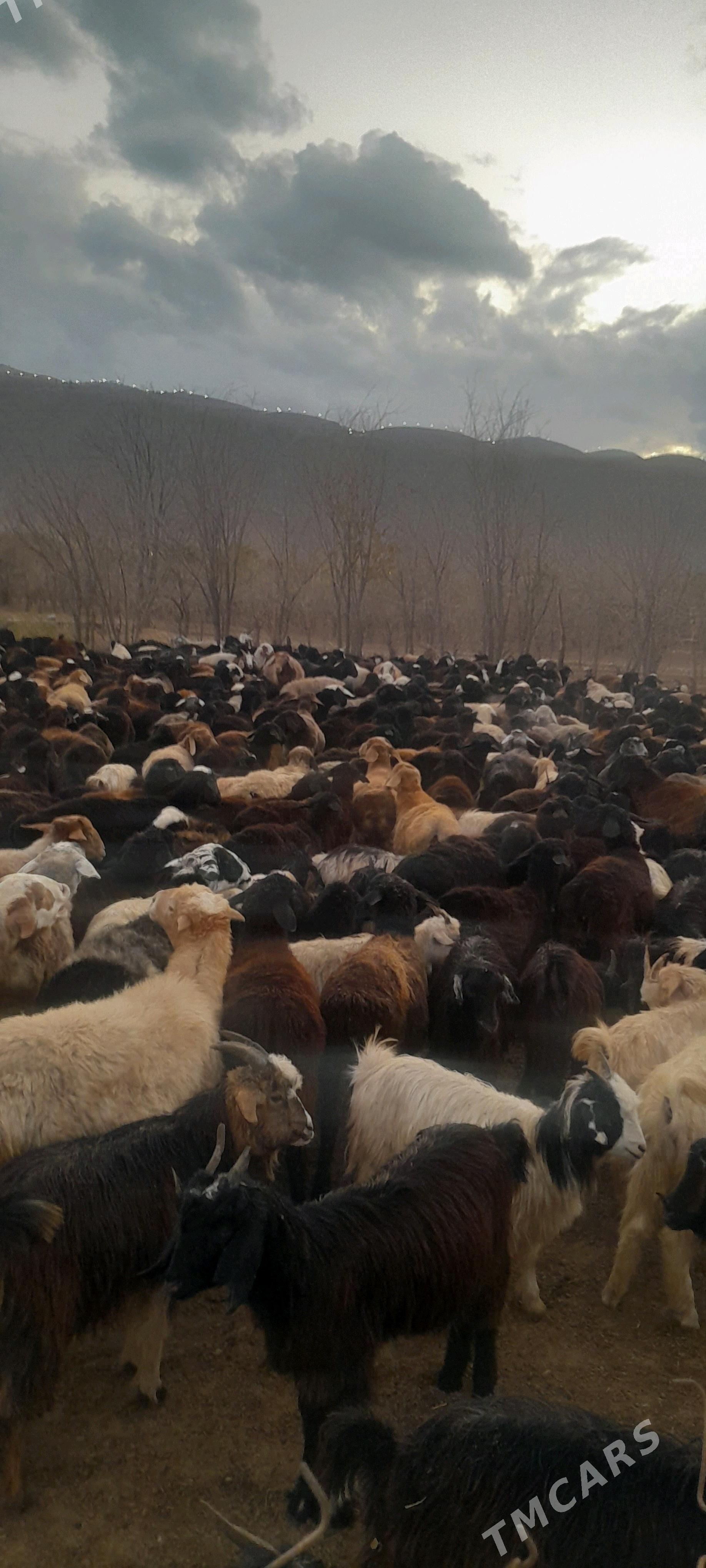 goYün - Bagyr - img 3