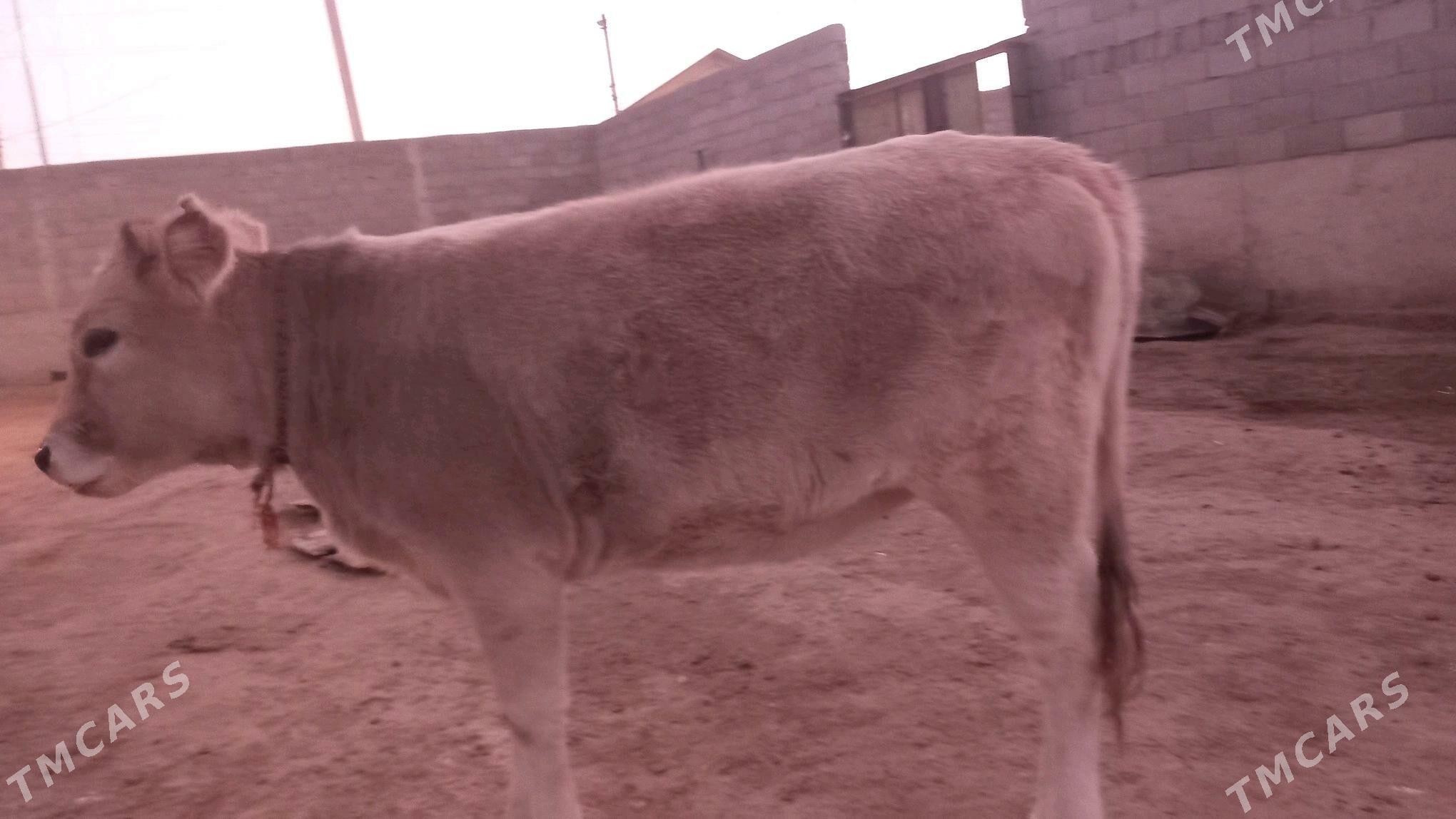 tuwe - Gyzylarbat - img 2