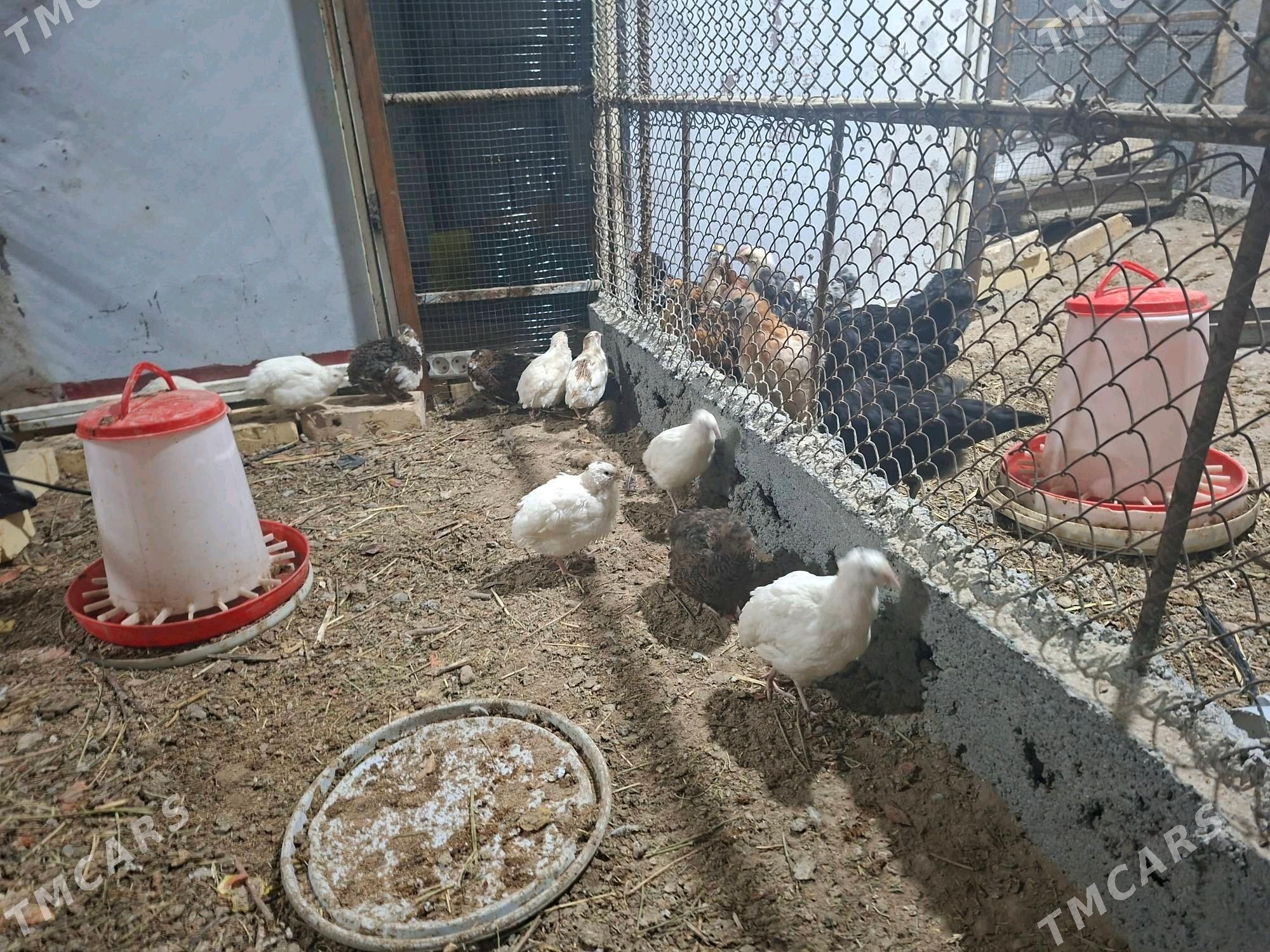 bedene - Aşgabat - img 3