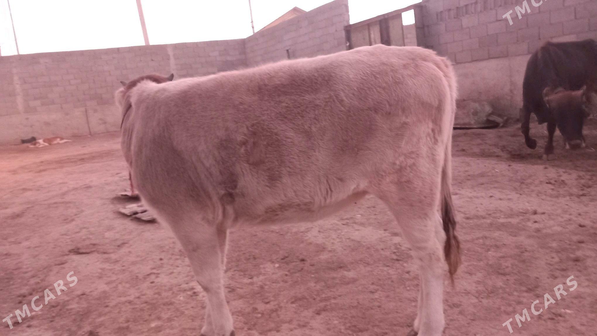 tuwe - Gyzylarbat - img 4