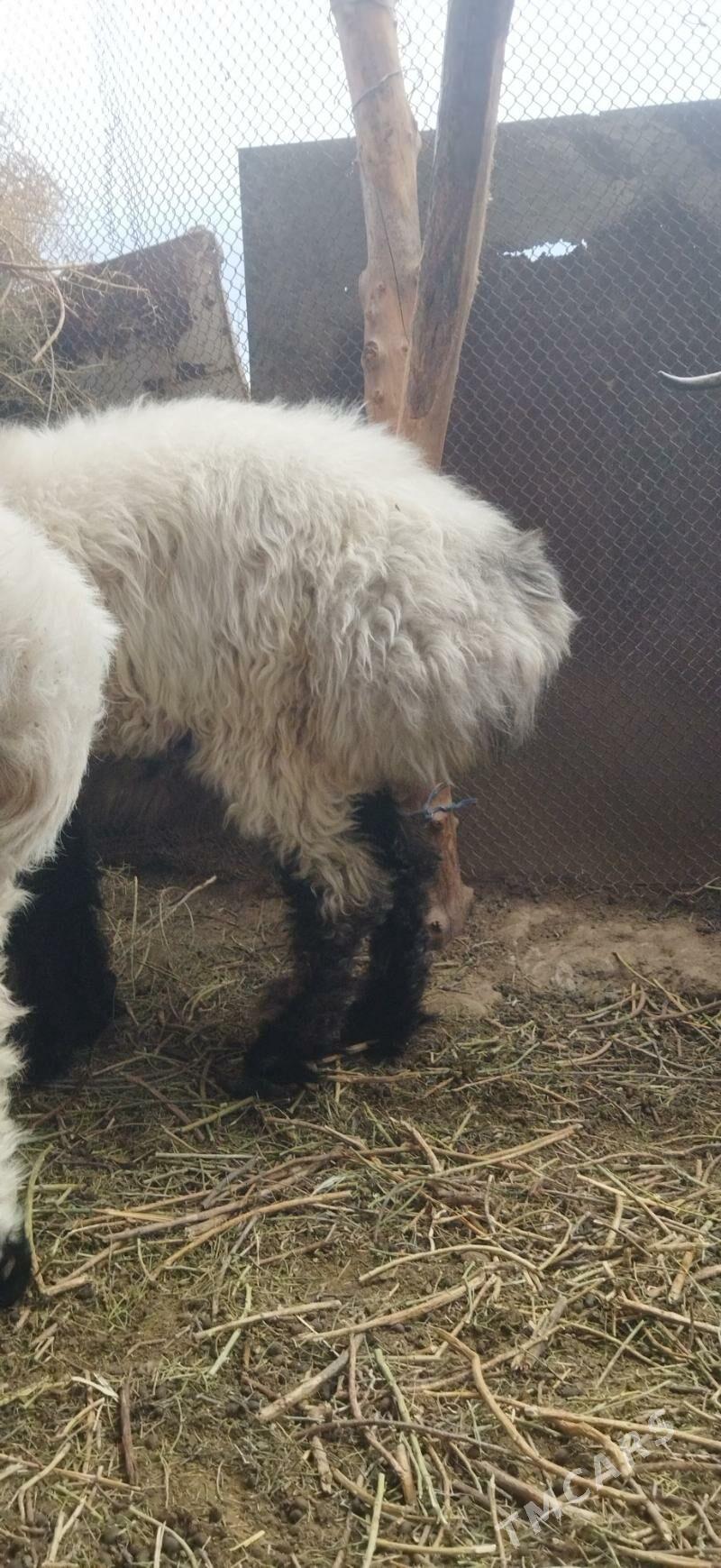 semiz goyun - Ак-Бугдайский этрап - img 2