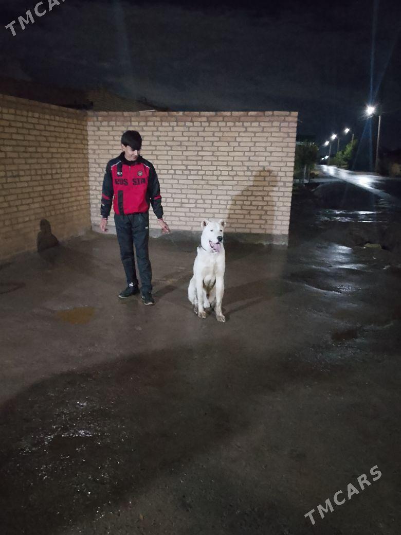 alabaý - Чарджоу - img 1