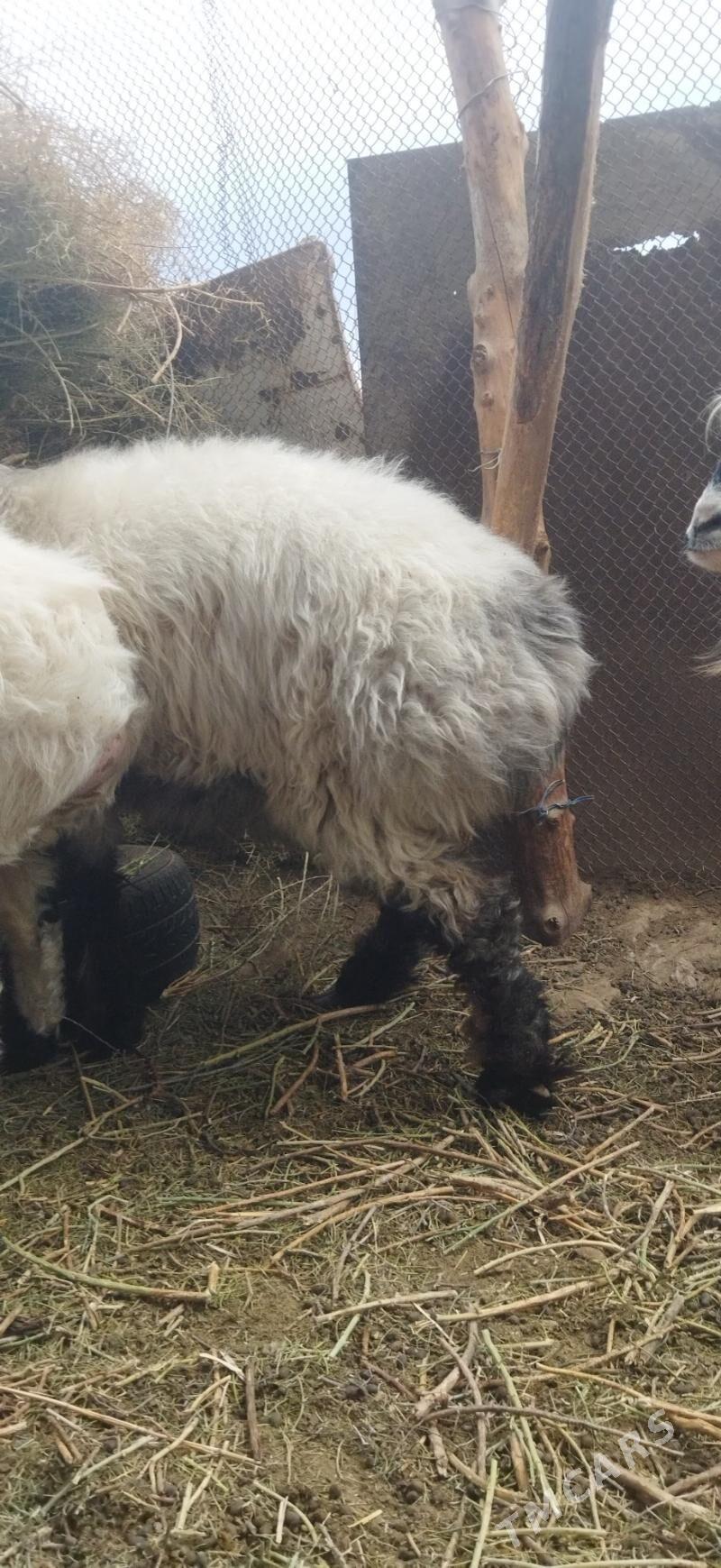 semiz goyun - Ак-Бугдайский этрап - img 3