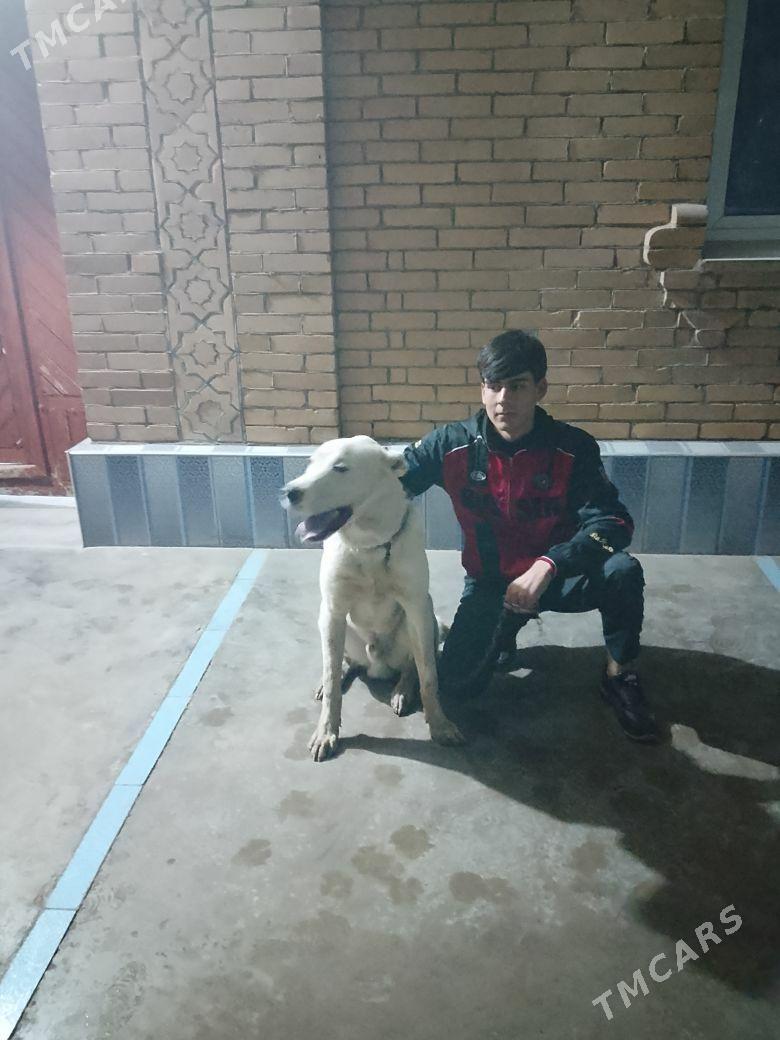 alabaý - Чарджоу - img 2