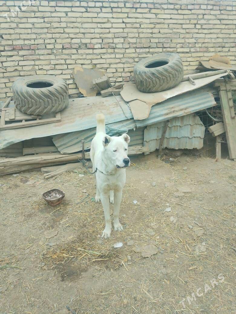 alabaý - Чарджоу - img 4