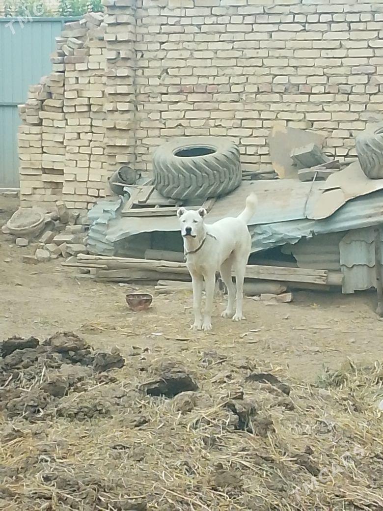 alabaý - Чарджоу - img 3