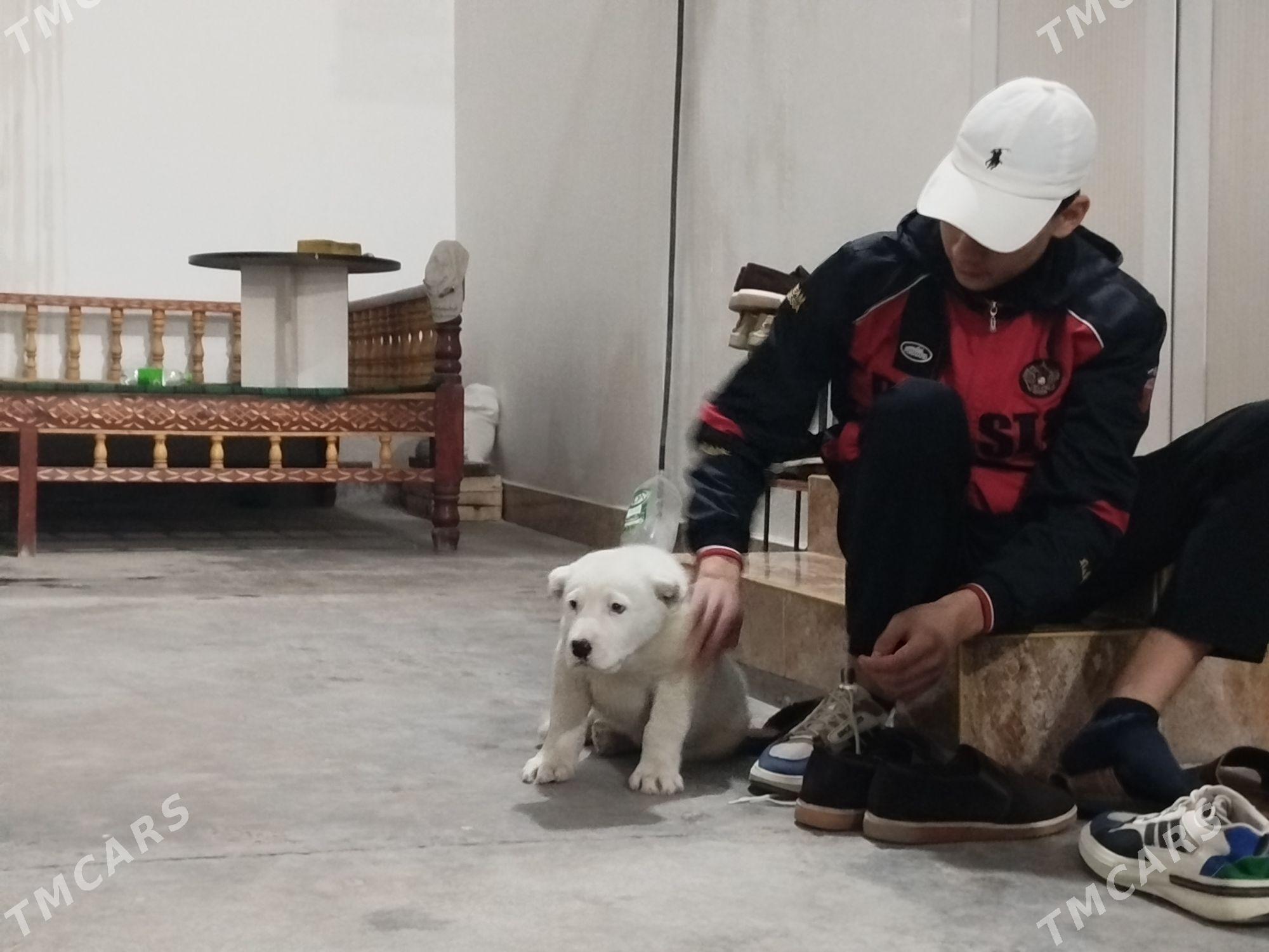 alabaý - Чарджоу - img 6