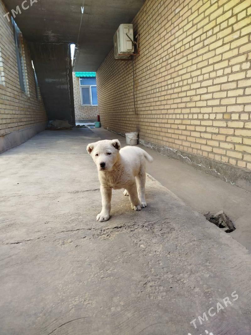 alabaý - Чарджоу - img 8