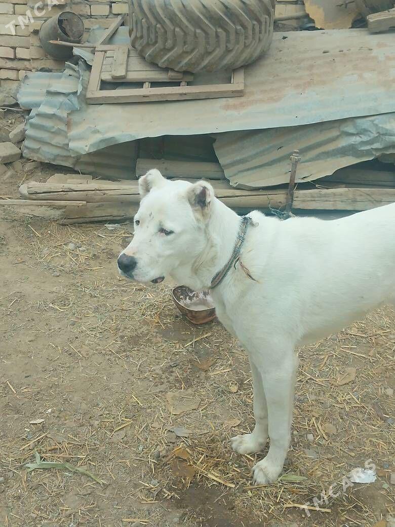 alabaý - Чарджоу - img 5