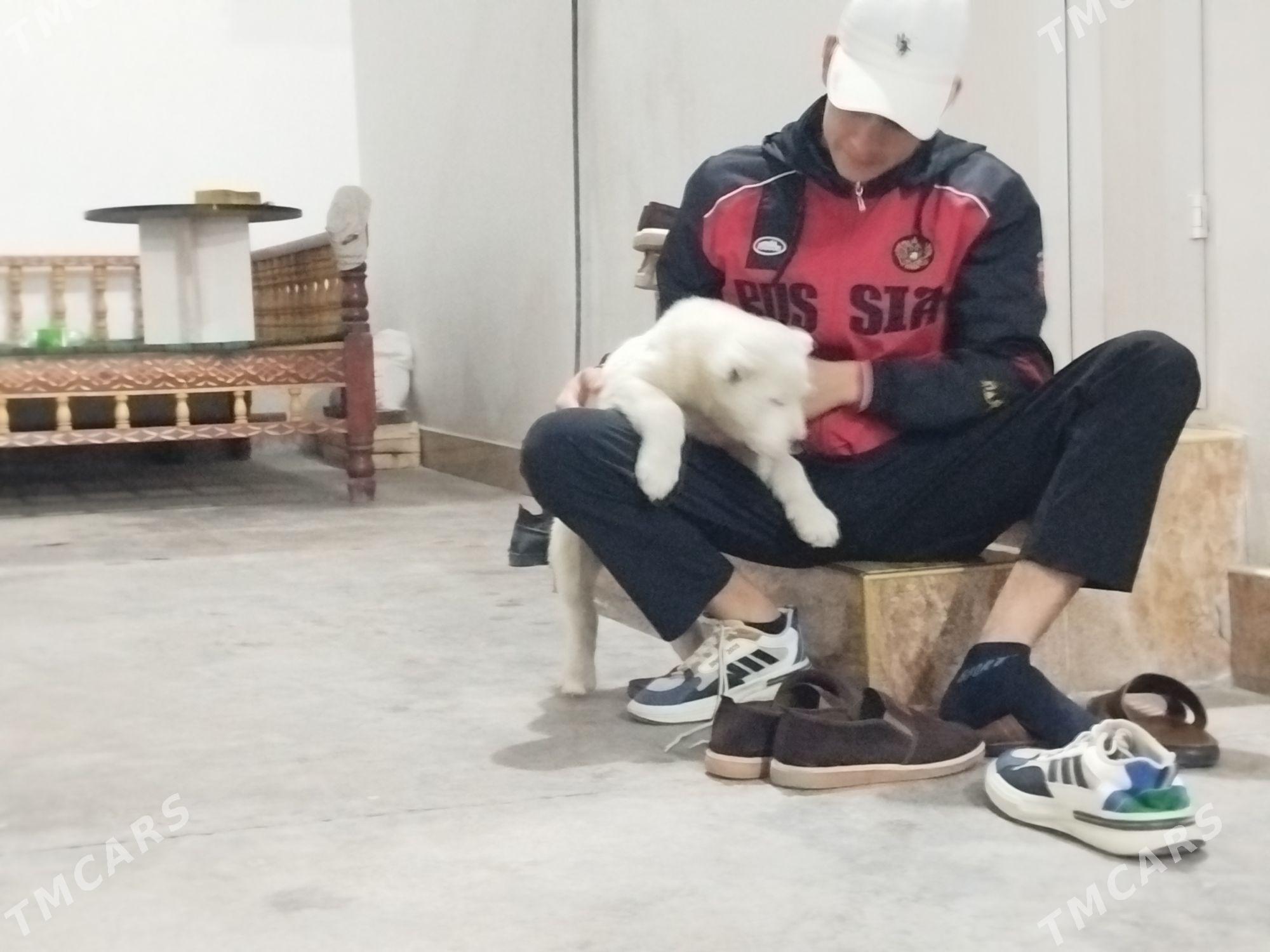 alabaý - Чарджоу - img 7