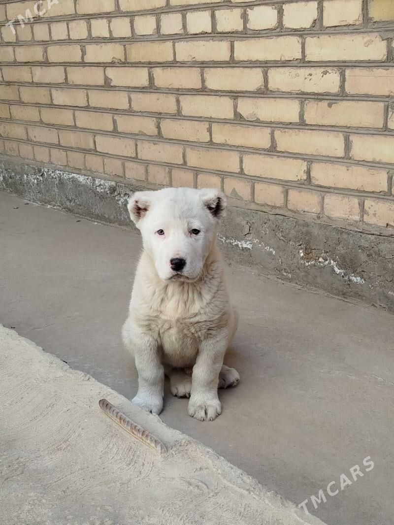 alabaý - Чарджоу - img 9