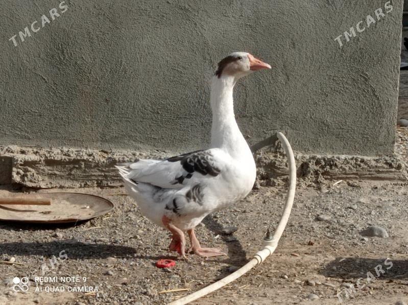 gus - Aşgabat - img 1