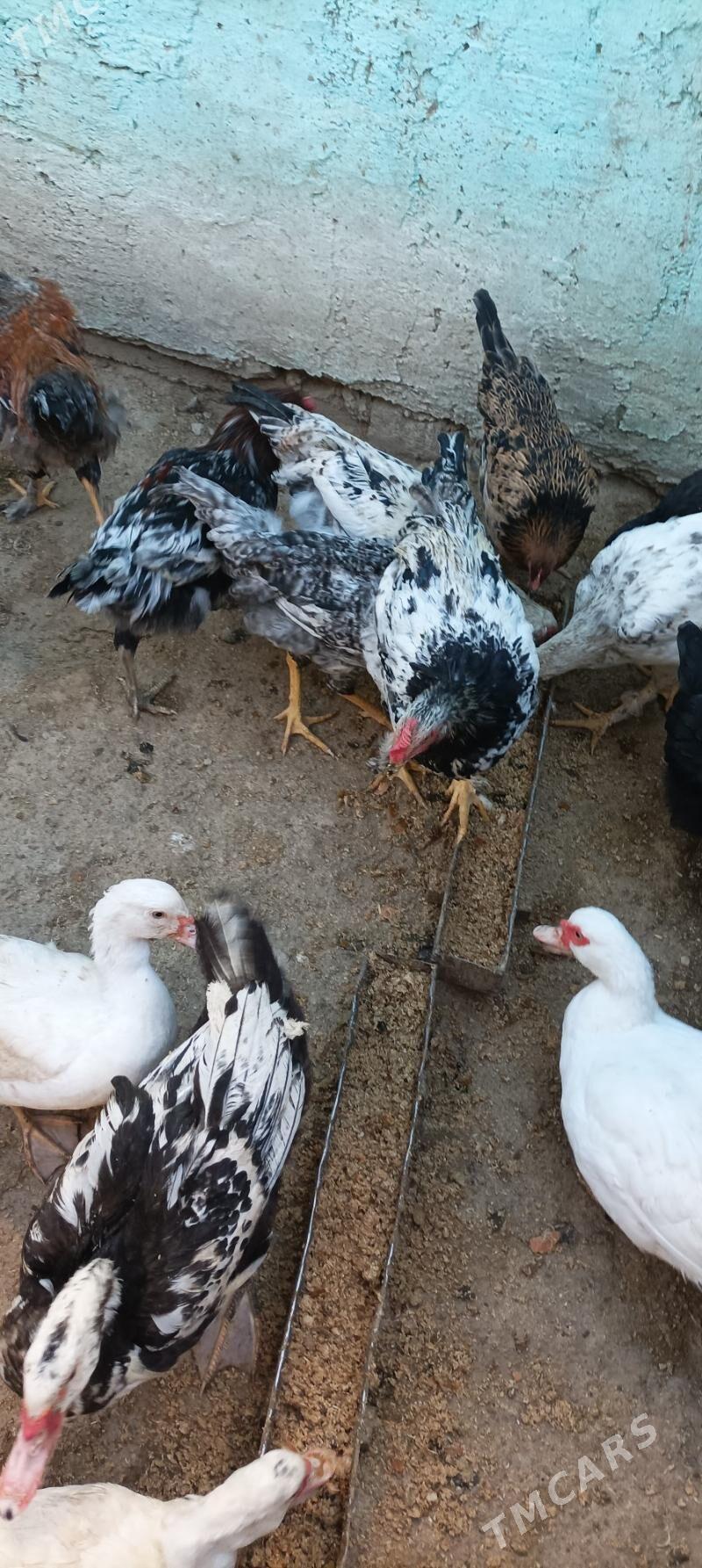 петушки - Balkanabat - img 3