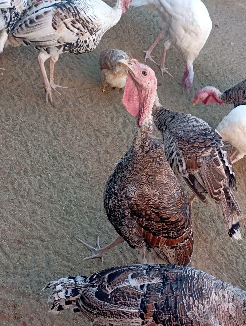 induk - Гумдаг - img 3