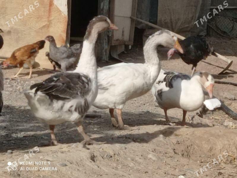 gus - Aşgabat - img 3