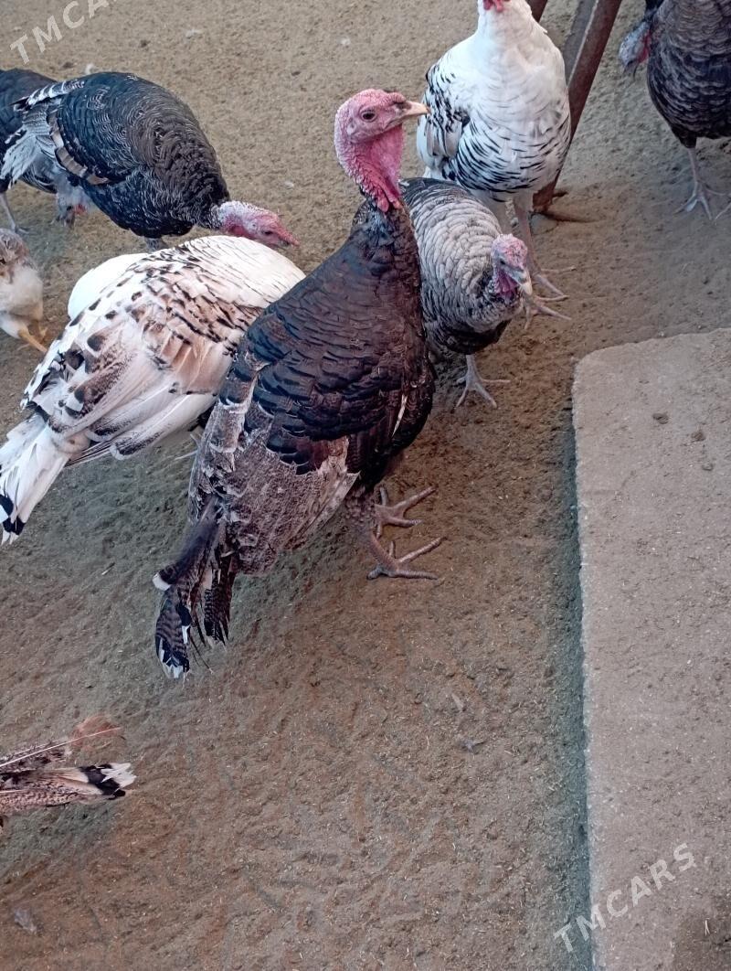 induk - Гумдаг - img 4