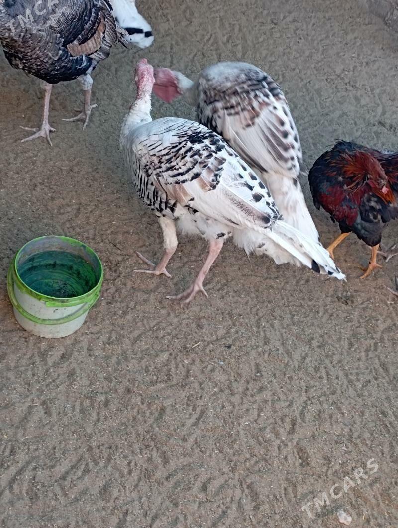 induk - Гумдаг - img 1