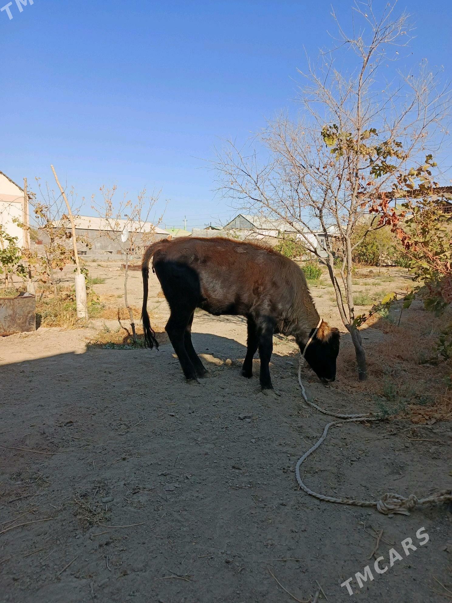 tuwe - Бузмеин - img 1