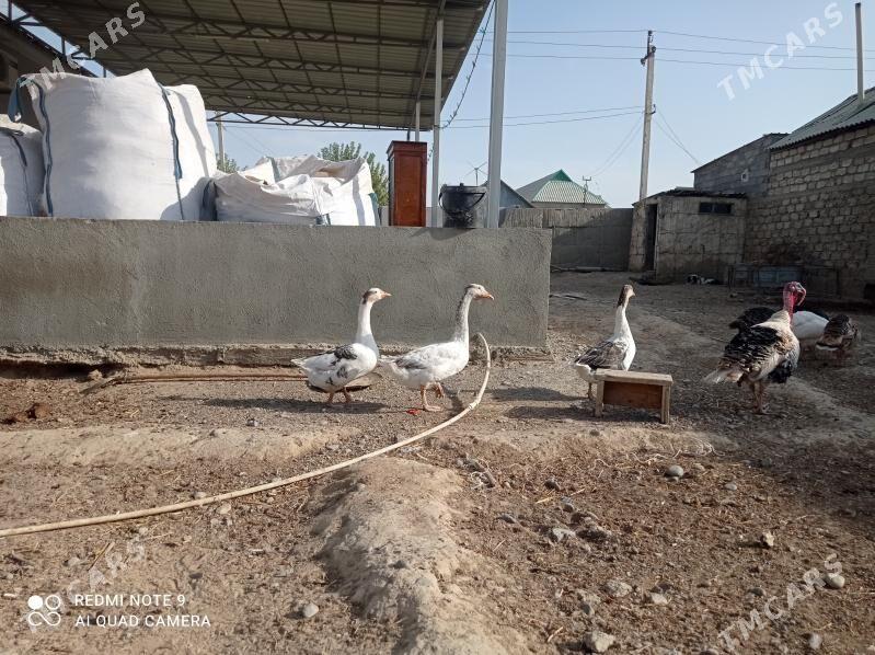 gus - Aşgabat - img 2