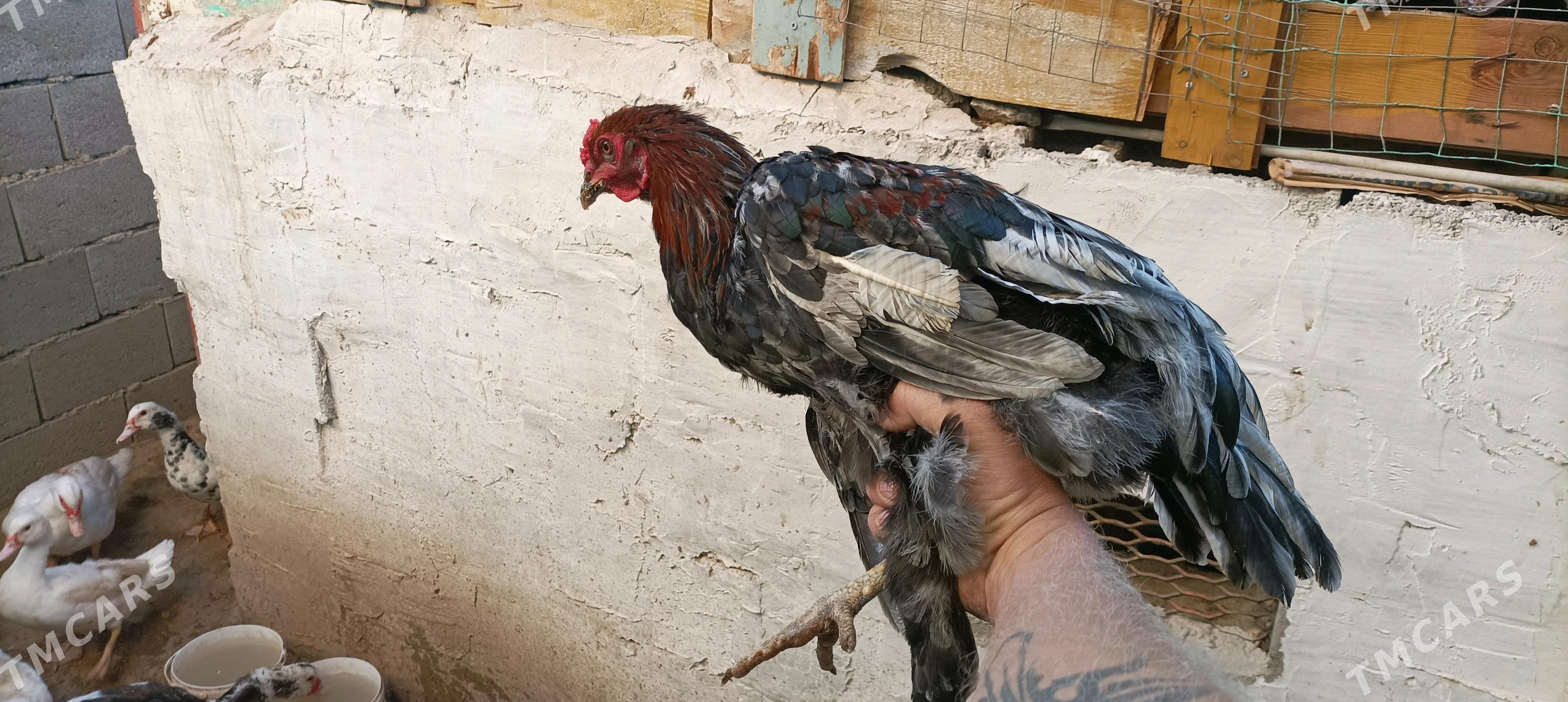 петушки - Balkanabat - img 2