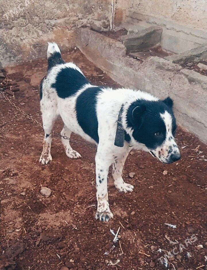 alawaŷ - Aşgabat - img 2