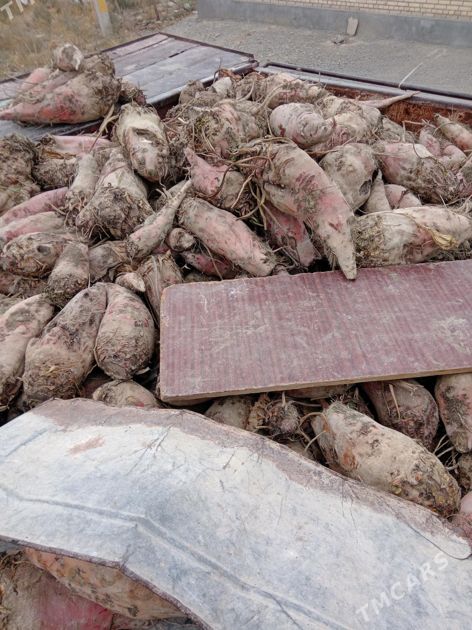 sygyr - Bäherden - img 1