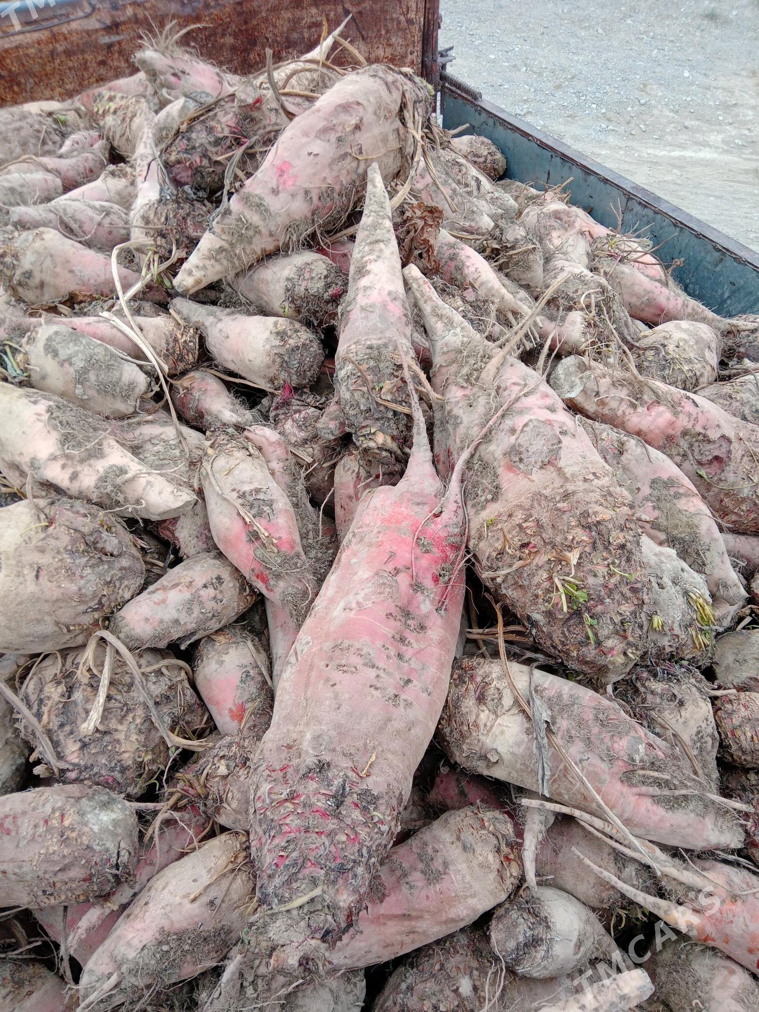 sygyr - Bäherden - img 2