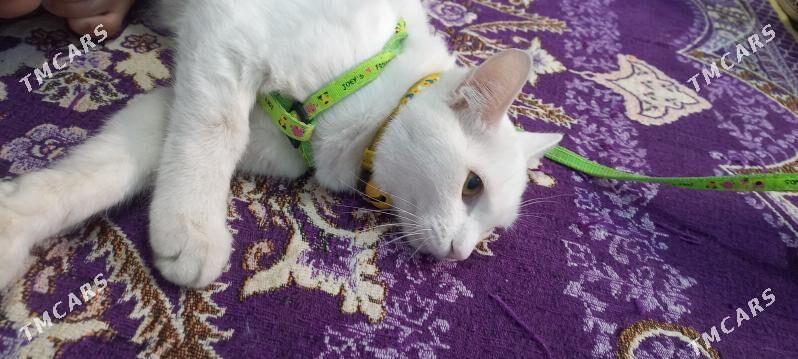 Pisik - Анев - img 4