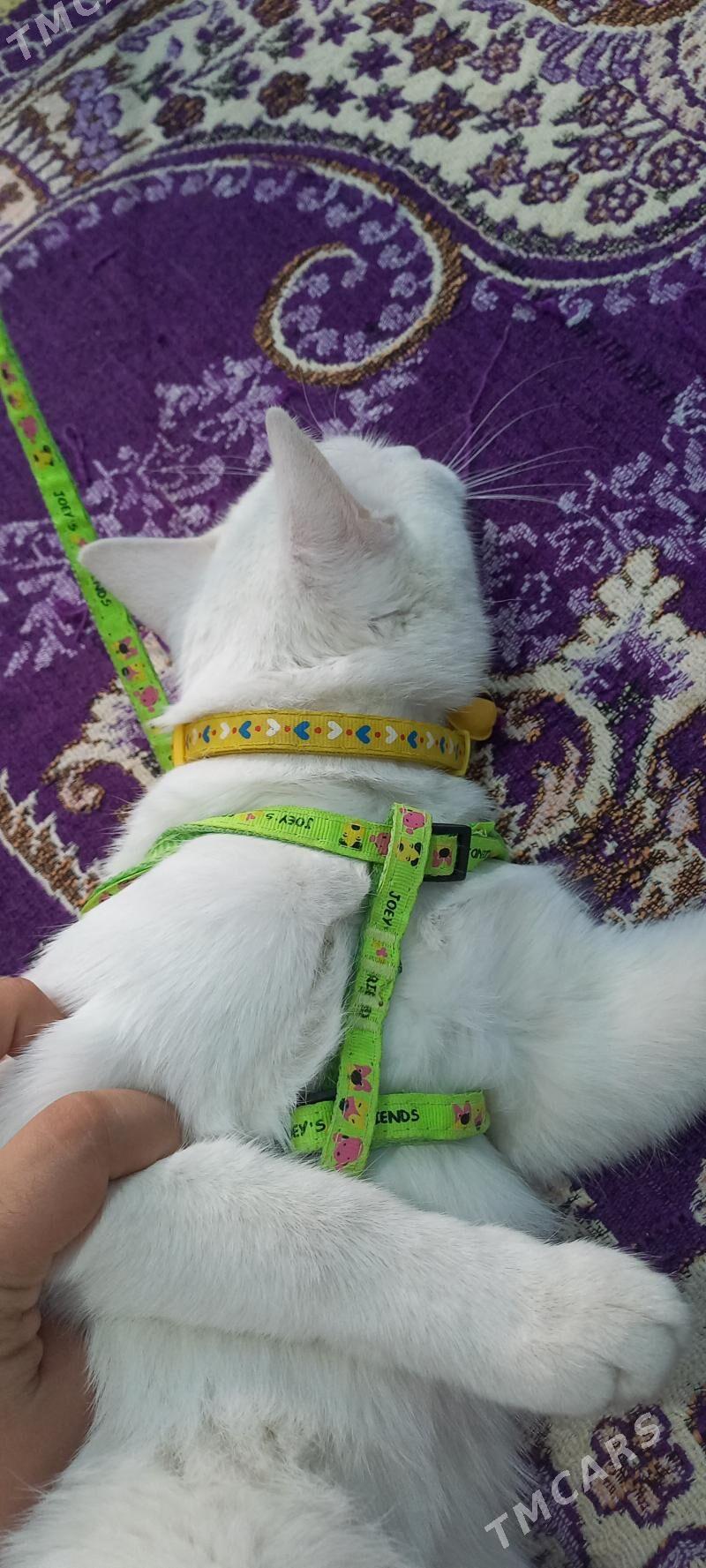 Pisik - Анев - img 5