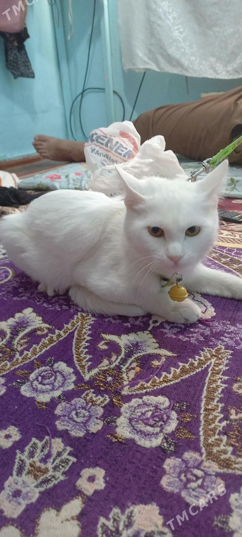 Pisik - Анев - img 6