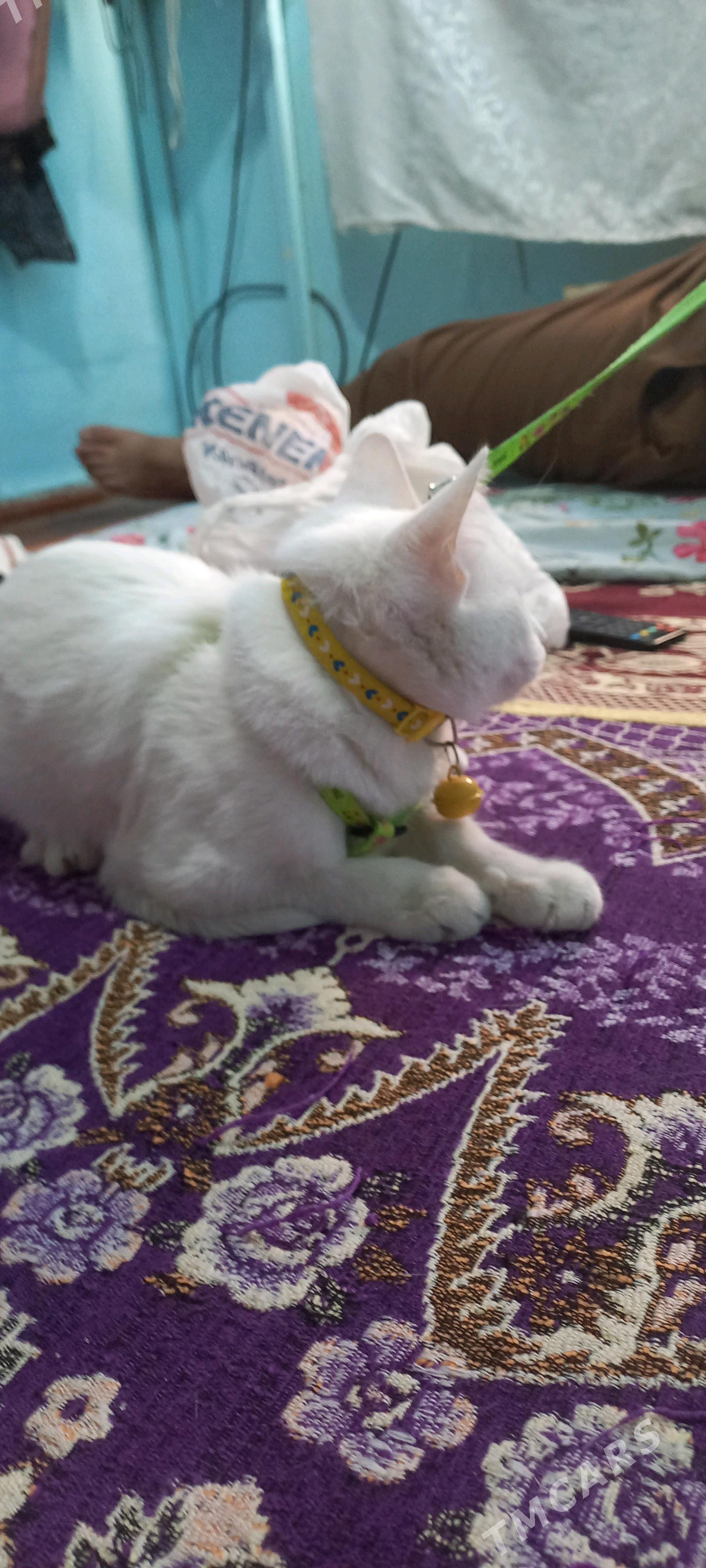 Pisik - Анев - img 3