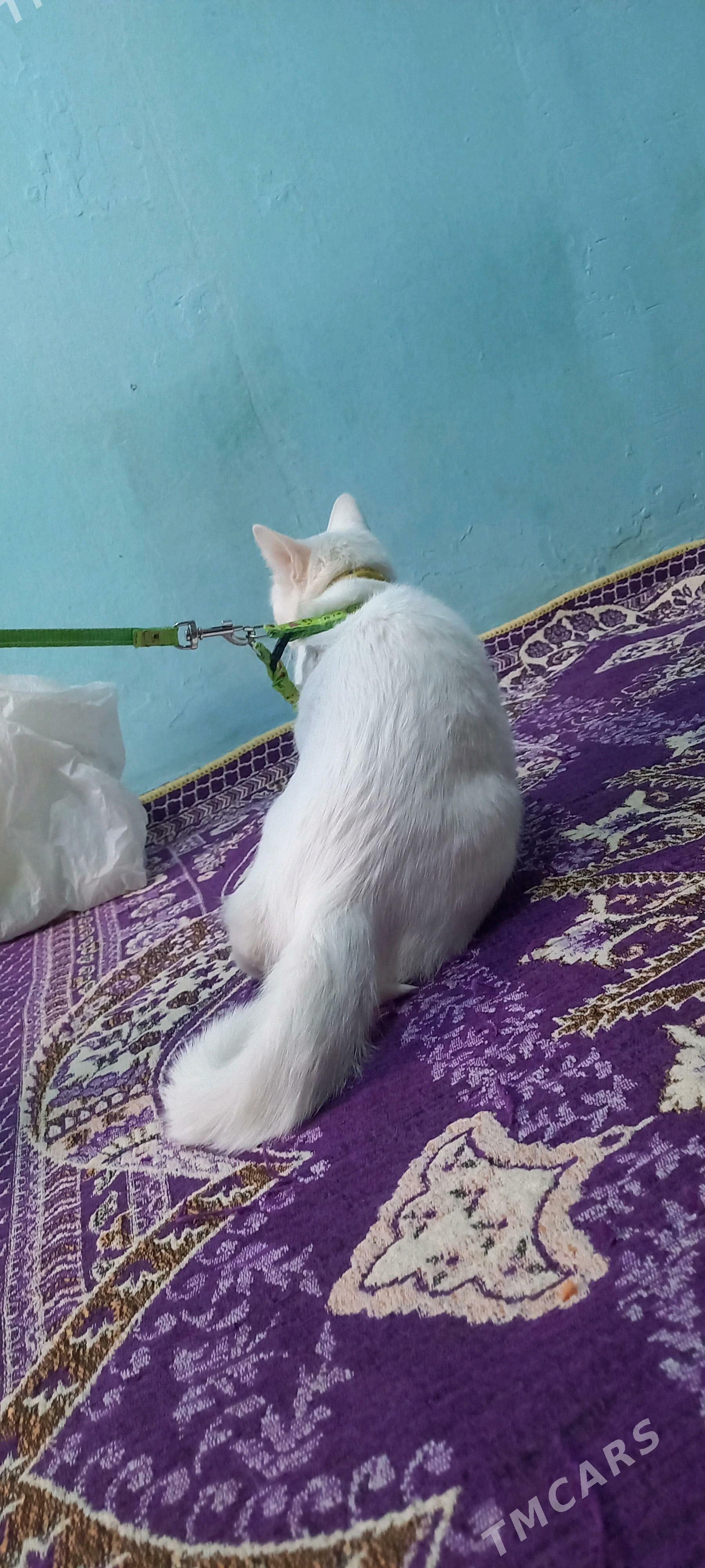 Pisik - Анев - img 2