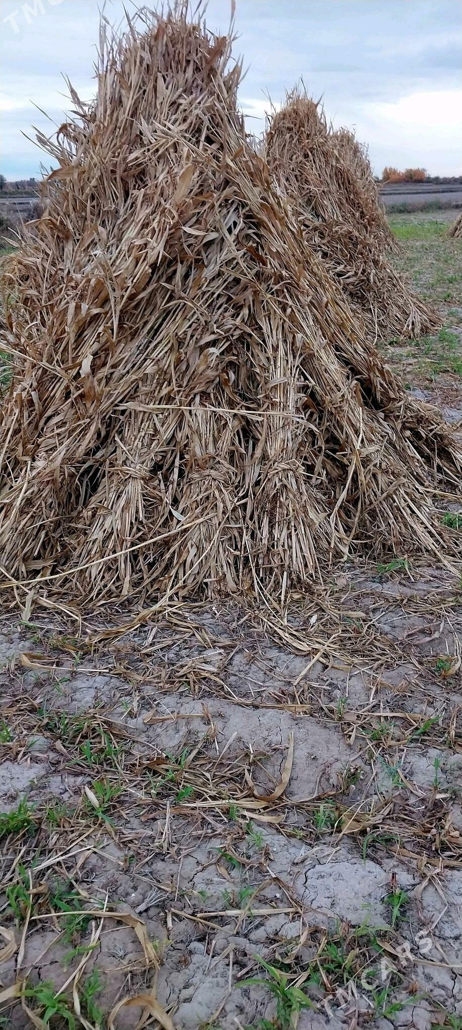 ot - Gubadag - img 1