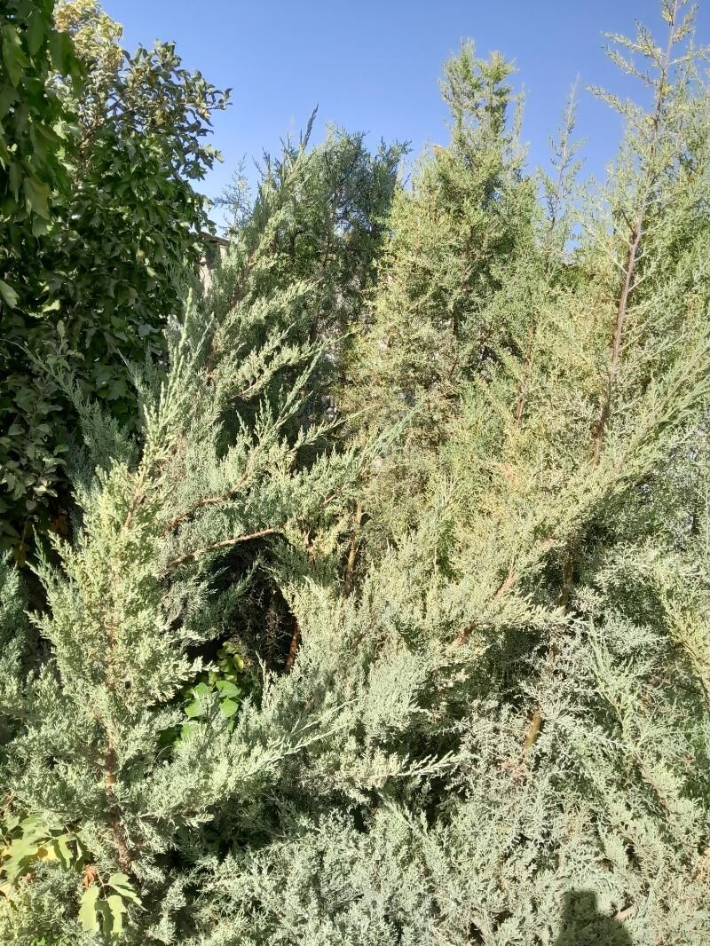 Tuýa ýolka - Bagyr - img 3