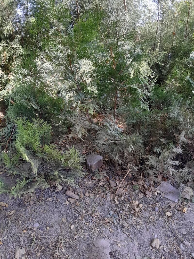 Tuýa ýolka - Bagyr - img 5