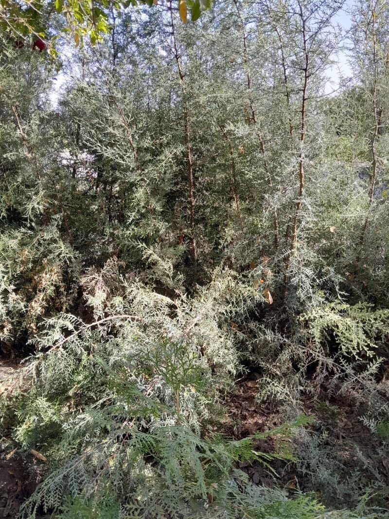 Tuýa ýolka - Bagyr - img 4