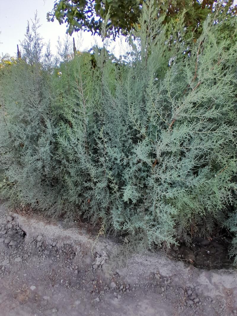 Tuýa ýolka - Bagyr - img 6