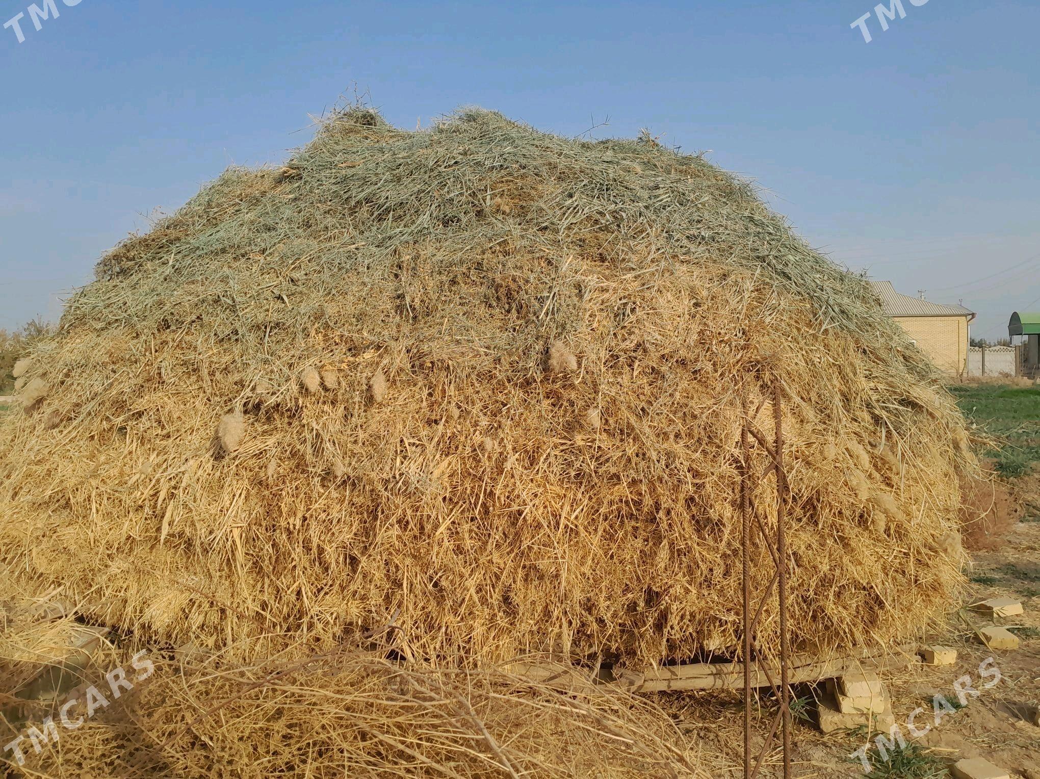 ýorunja - Мургап - img 2