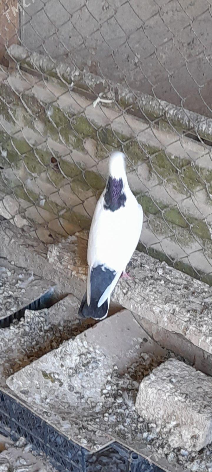 kepderi - Gyzylarbat - img 3