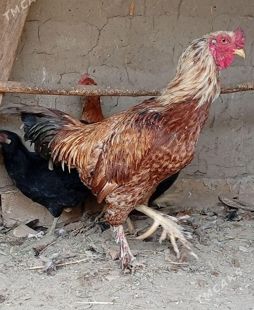 Bayes + brama horaz - Векильбазар - img 2