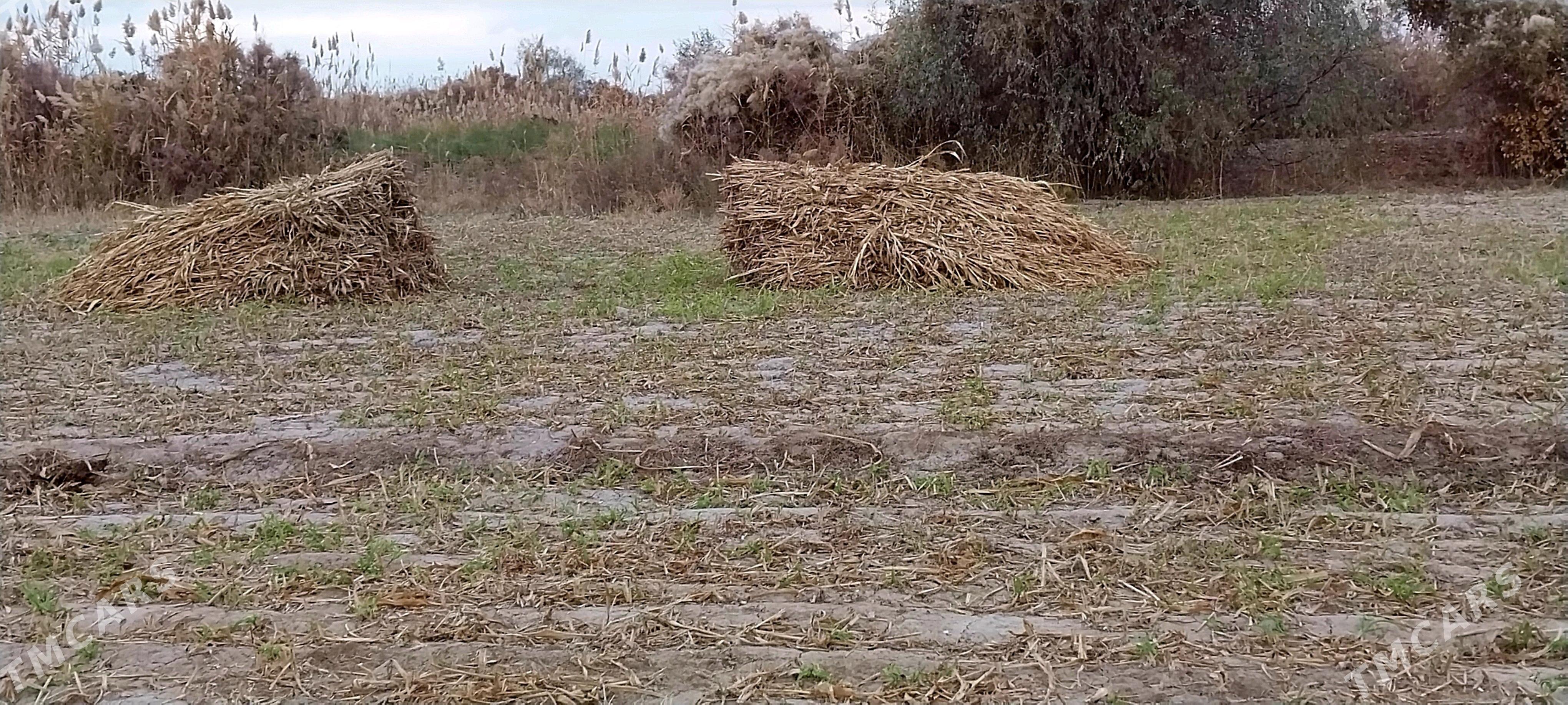 ot - Gubadag - img 2