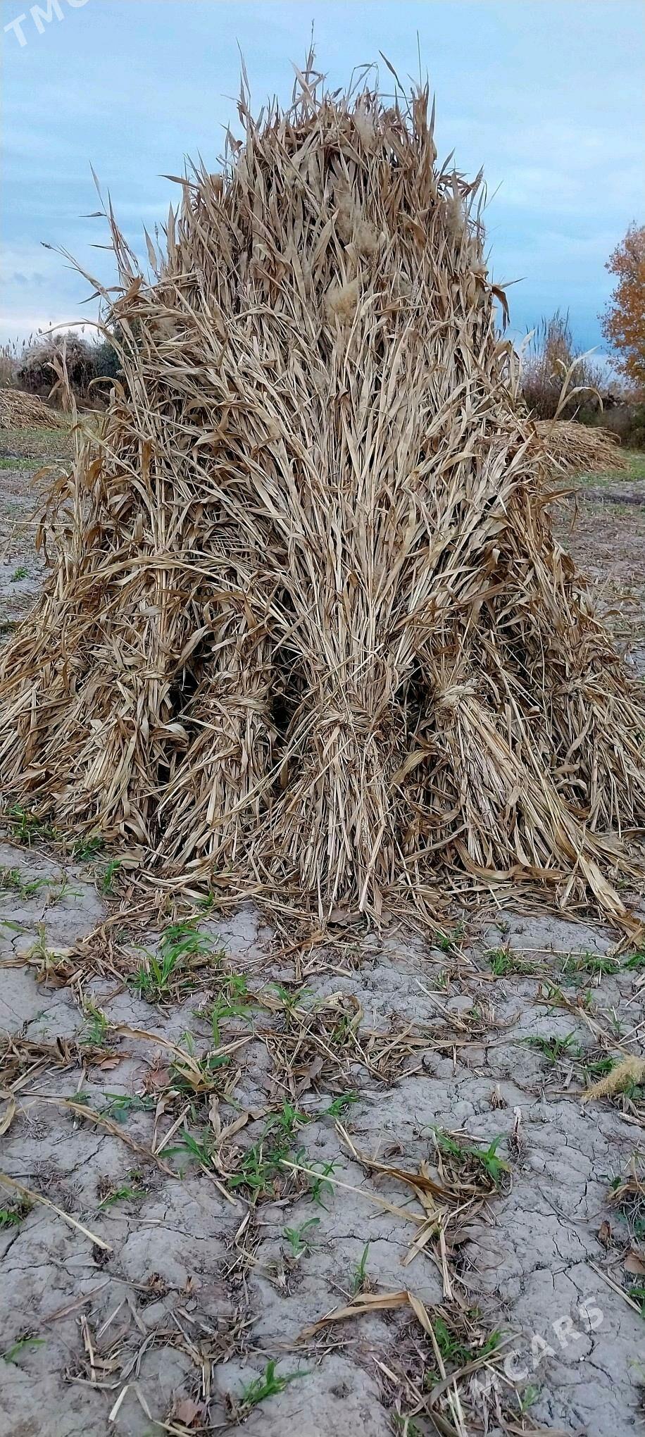 ot - Gubadag - img 4