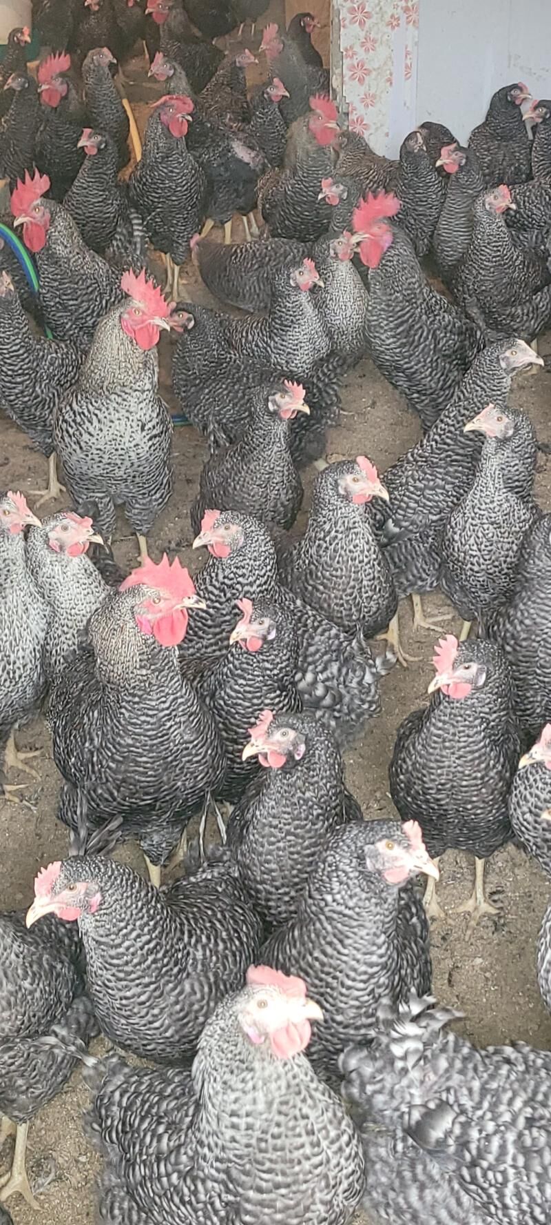 Towuk Dominand D-959 - Гуртли - img 2