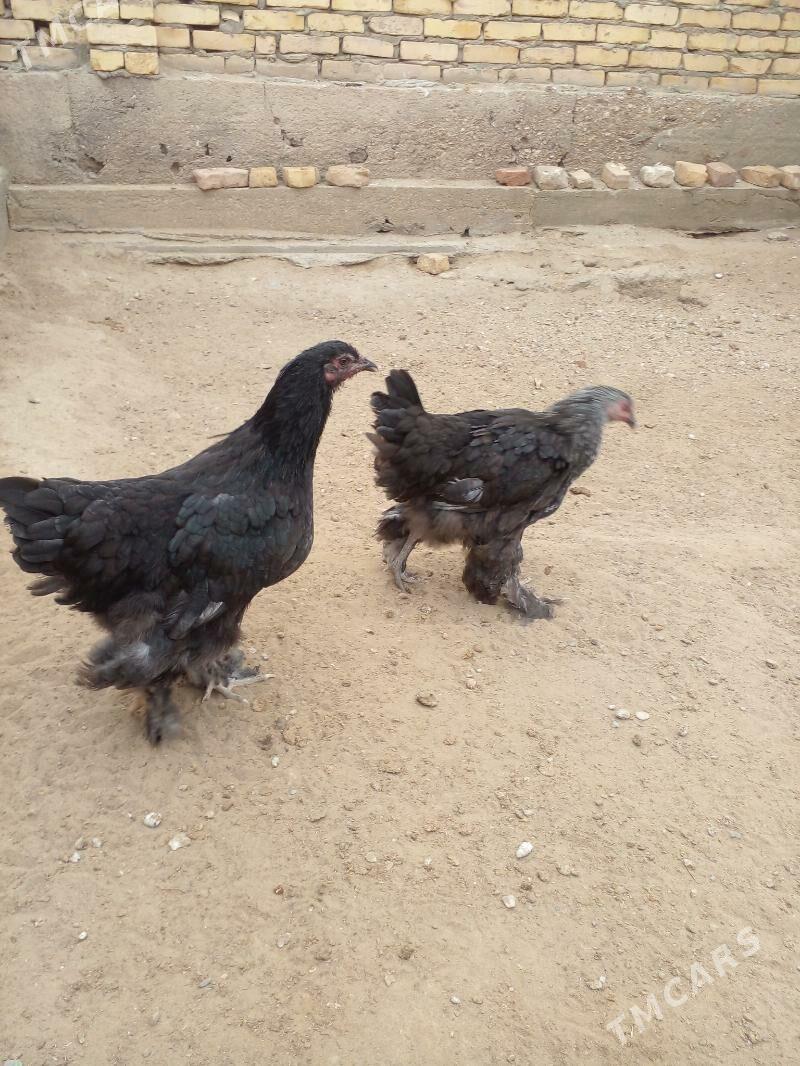 brama makiyan - Gumdag - img 2